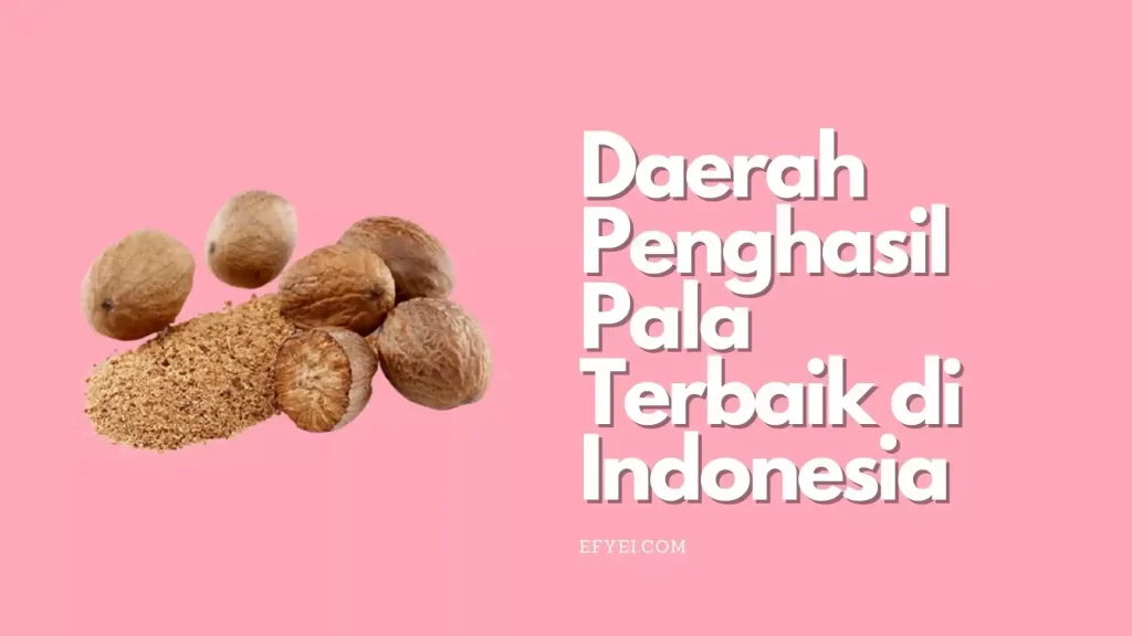 Daerah Penghasil Pala Terbaik di Indonesia