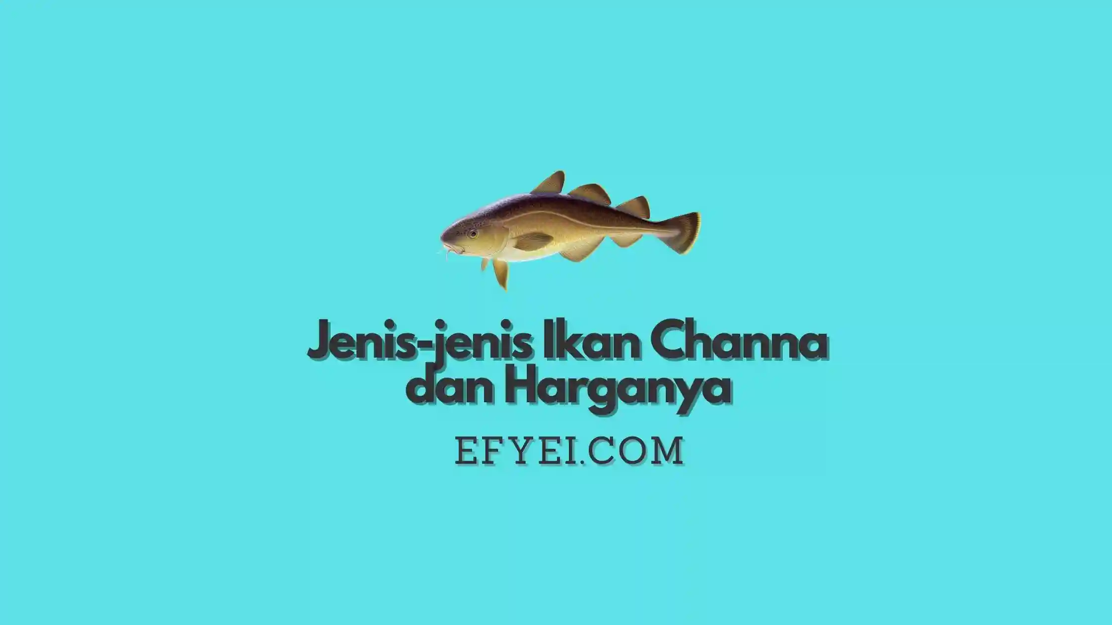 jenis Ikan Channa dan Harganya